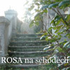 ROSA na schodech